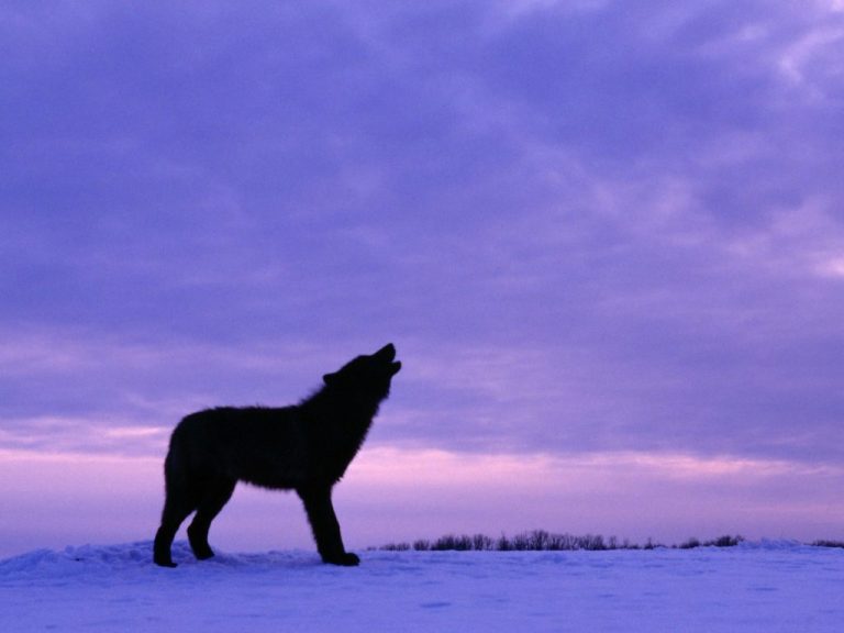 TWISTED NEWS – Wolf Attacks Snowmobiler in Alaska